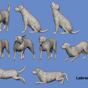 Labrador